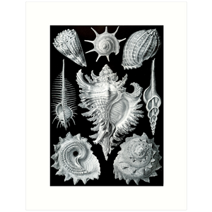 Haeckel 53