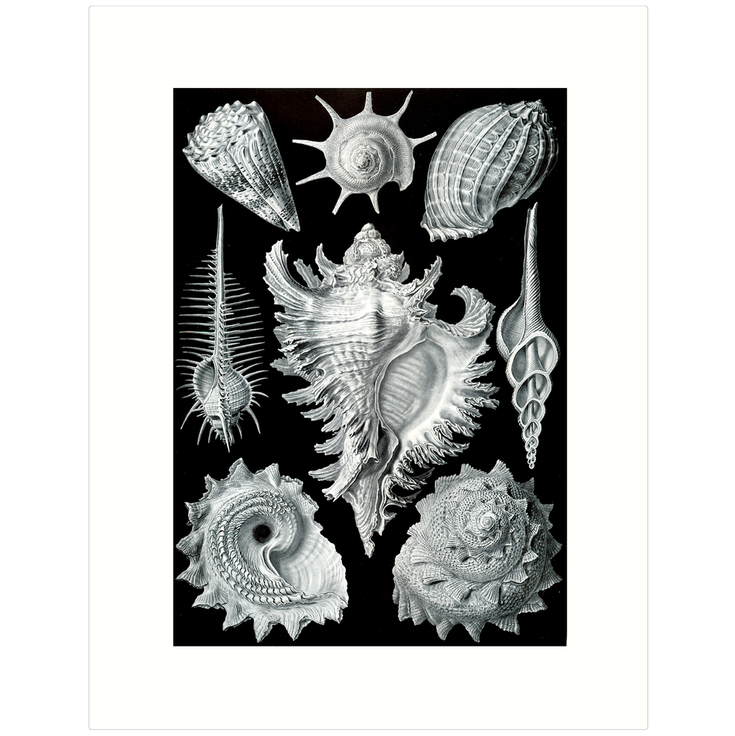 Haeckel 53