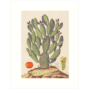 Prickly Pear