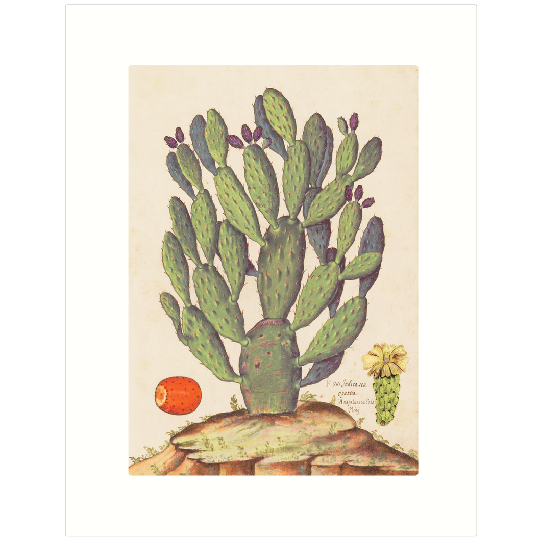 Prickly Pear