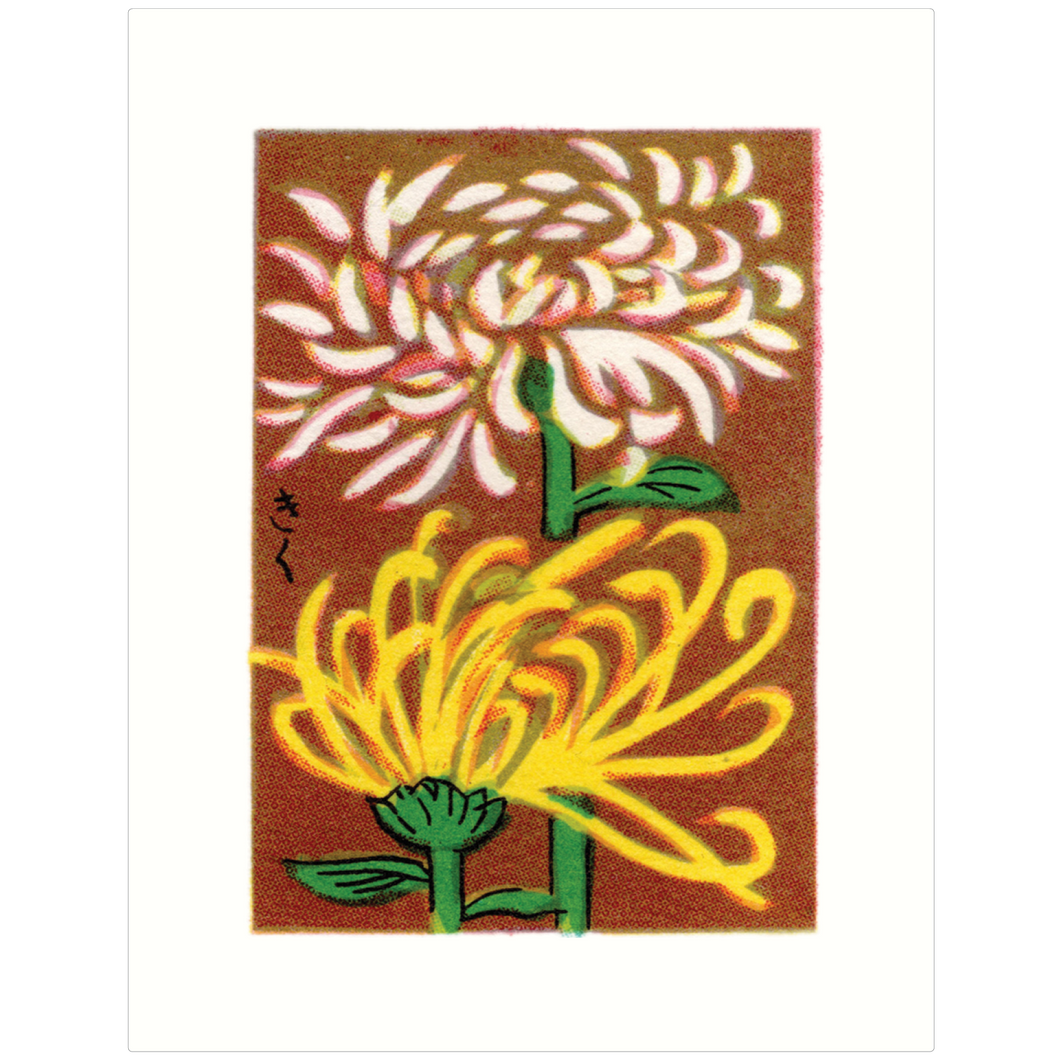 Chrysanthemum
