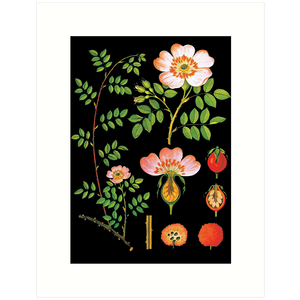The Rose