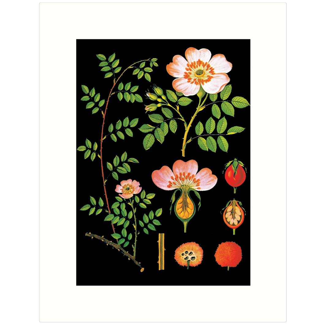 The Rose