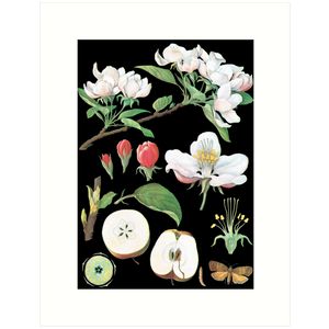 The Apple