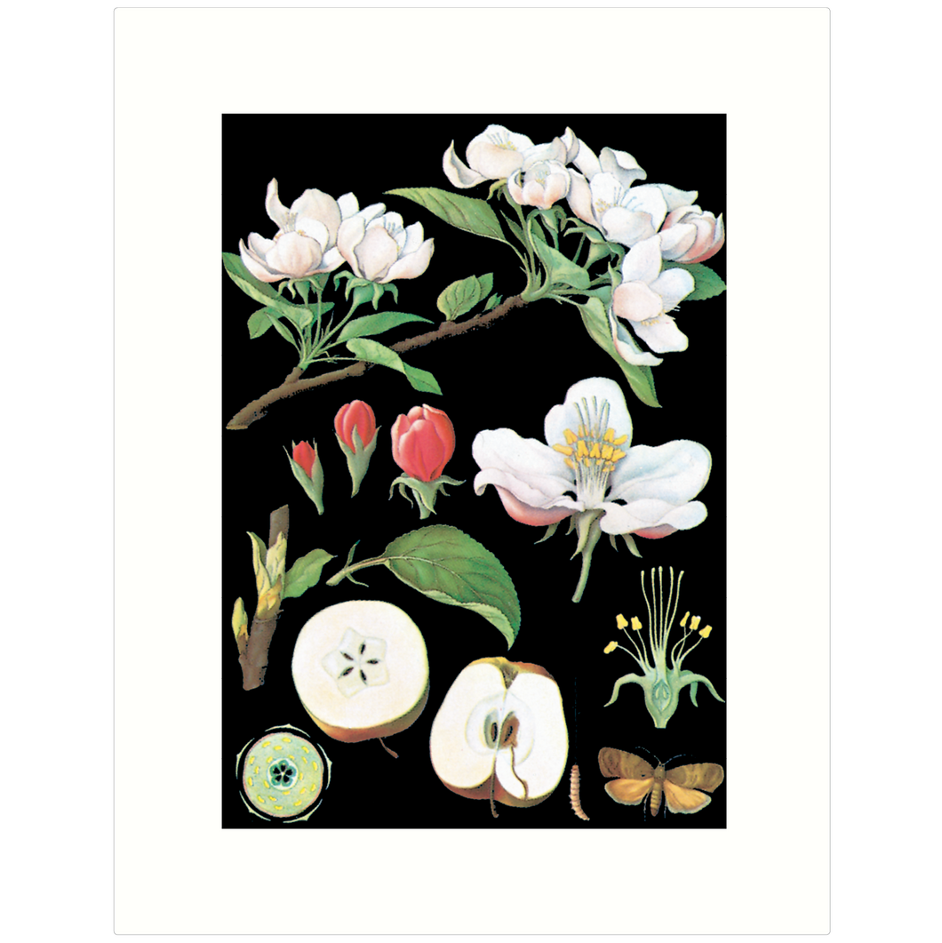 The Apple