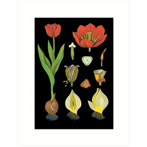 The Tulip