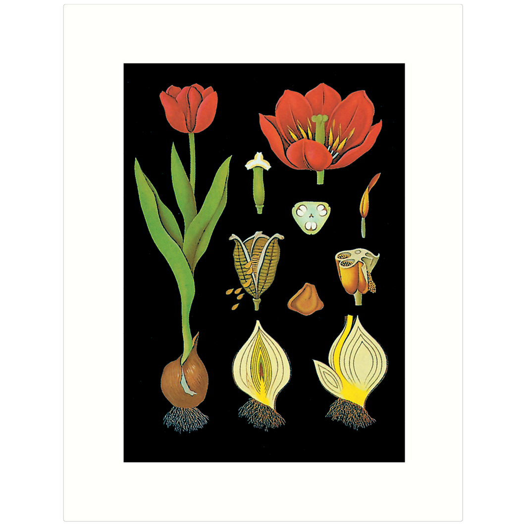 The Tulip
