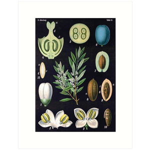 The Olive