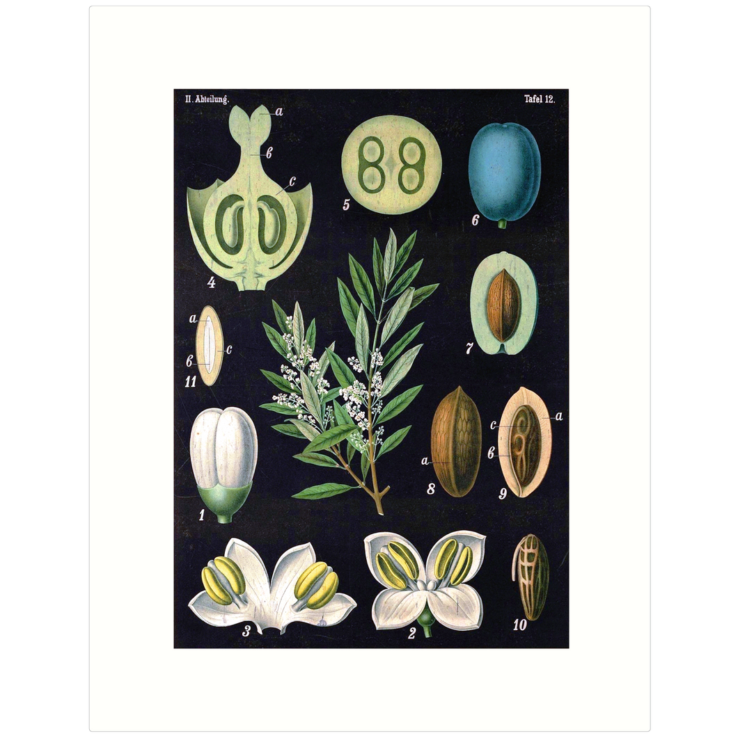 The Olive