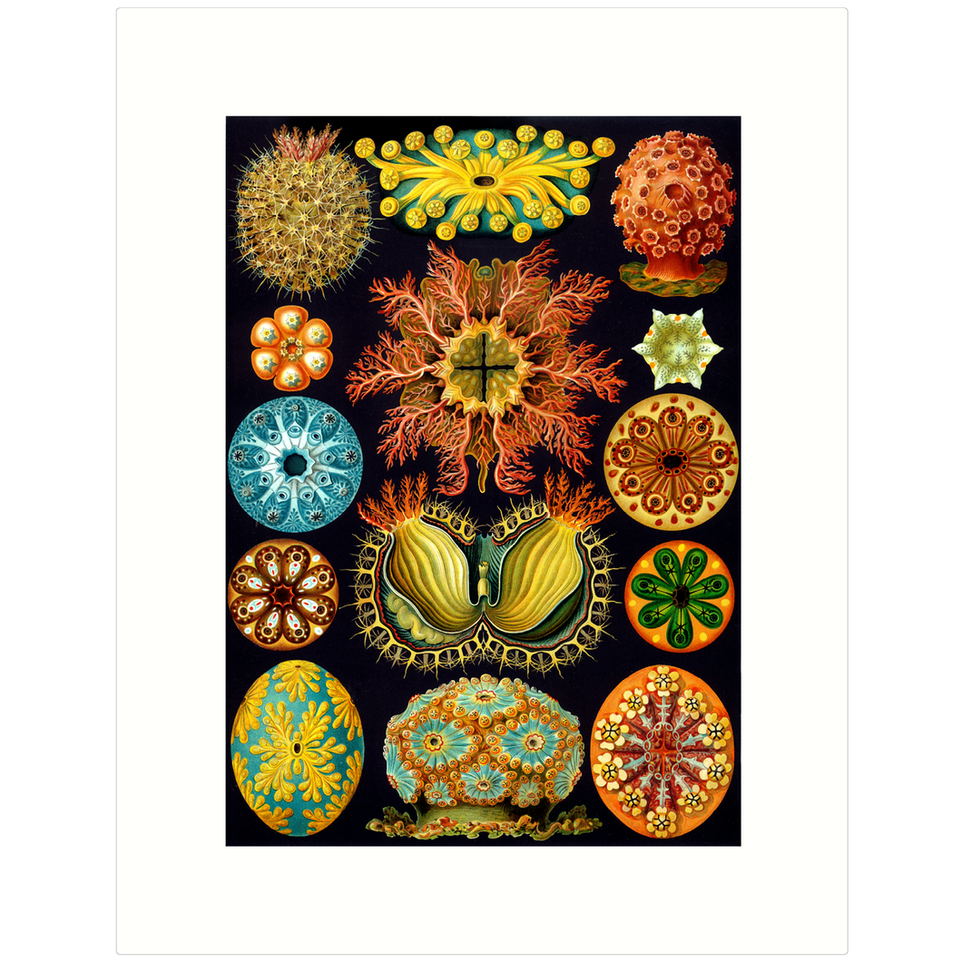 Haeckel 85